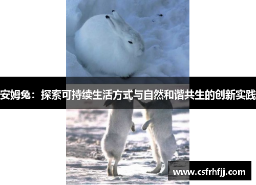 安姆兔：探索可持续生活方式与自然和谐共生的创新实践